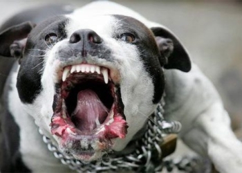 cho pitbull 650
