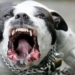 cho pitbull 650