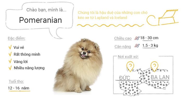 Pomeranian