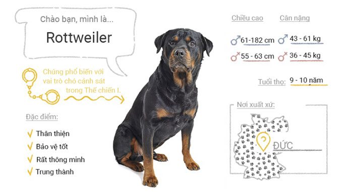 Rottweiler