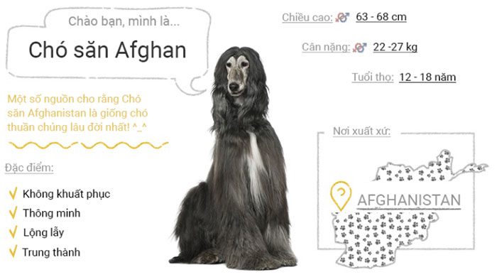 Afghan Hound