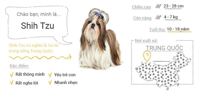 Shih Tzu