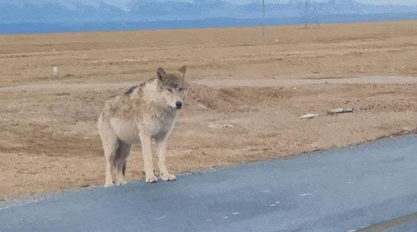 A gray wolf "begging" by the roadside in Hoh Xil.