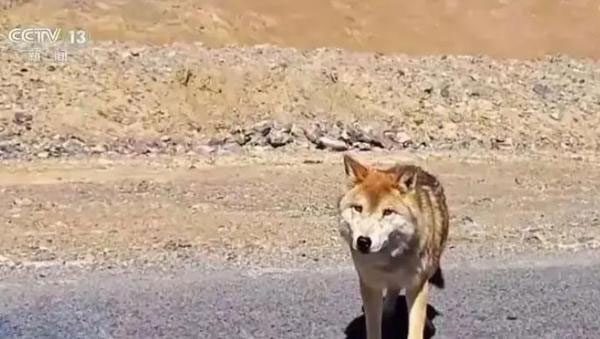 Other wolves began to mimic and form a group of "begging wolves".