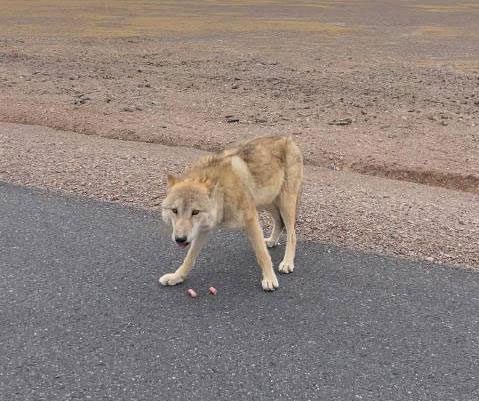 Feeding wolves does not benefit either the wolves or the ecosystem.