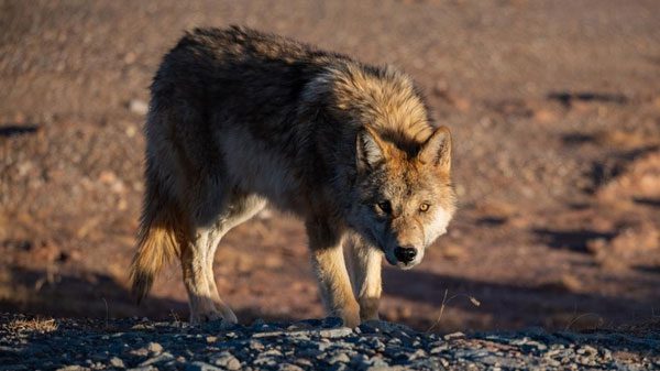 Human feeding behavior creates changes in animal lifestyles.