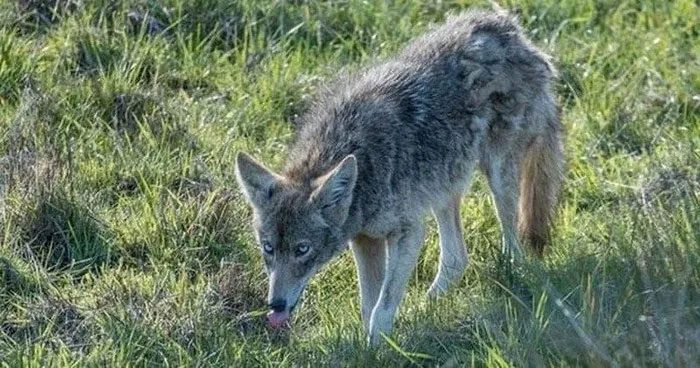 Blue-eyed Wolf