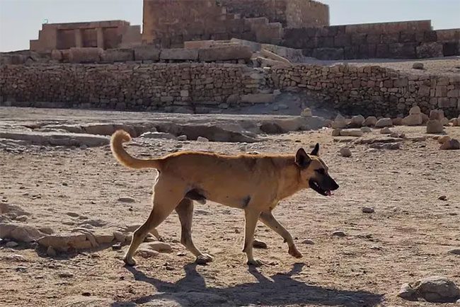 Apollo wandering around Giza, Egypt