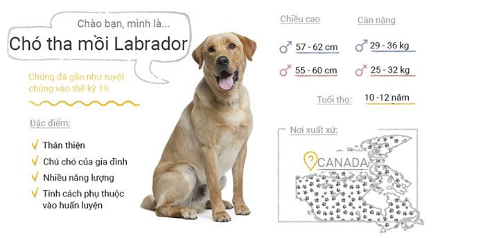 Labrador Retriever