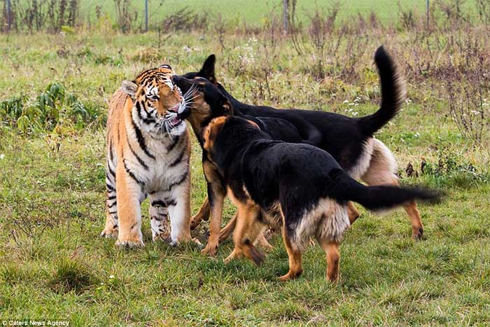 A dog cannot defeat a tiger.