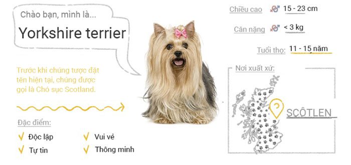 Yorkshire Terrier