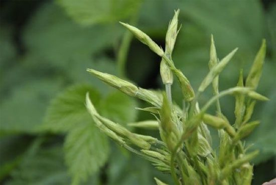 Hops Sprouts