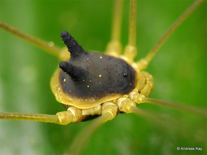 Bunny Harvestman