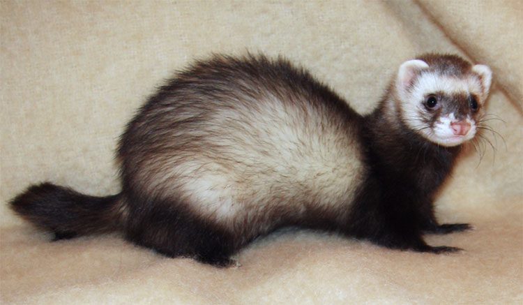 This is a medium-sized polecat with brown and black fur.