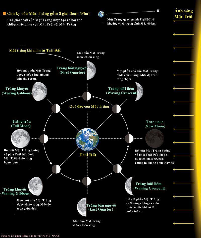 The Moon's cycle consists of 8 phases.