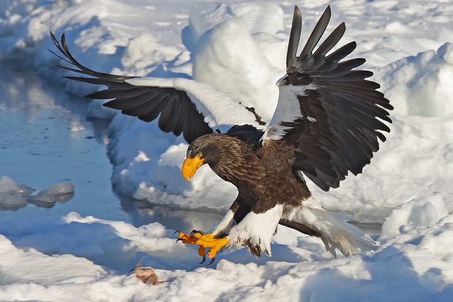 Steller's Sea Eagle