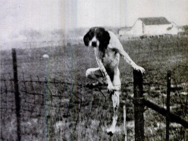 This photo of a dog climbing a fence haunts many, causing sleepless nights.