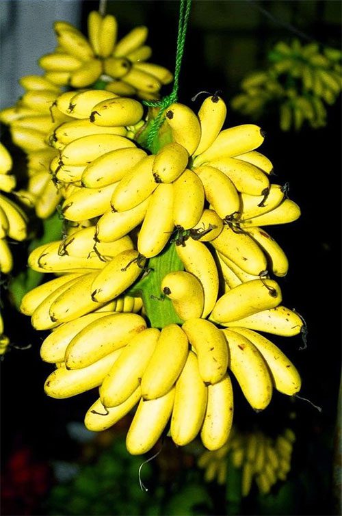 Royal bananas from Đại Hoàng