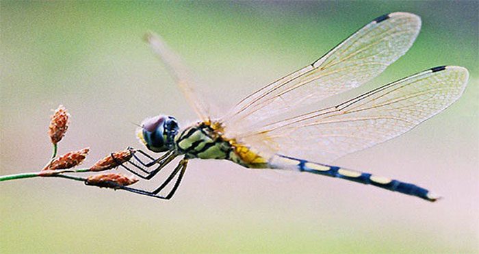 Eating dragonflies has long been a part of the local culinary culture in Japan.