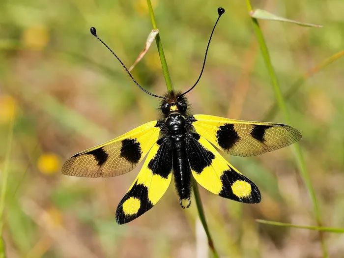 Libelloides macaronius