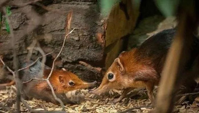 The Somali elephant shrew is one of the most mysterious species.