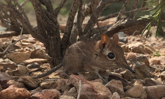 Somali elephant shrew.