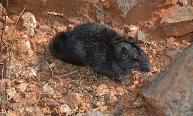 Laotian Rock Rat