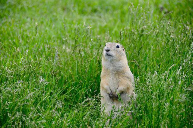 Gopher spends almost its entire life underground