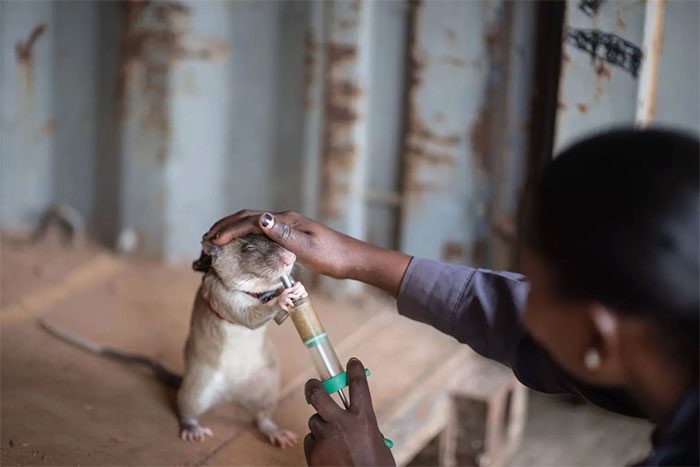 Rats being "rewarded" with food after detecting scents