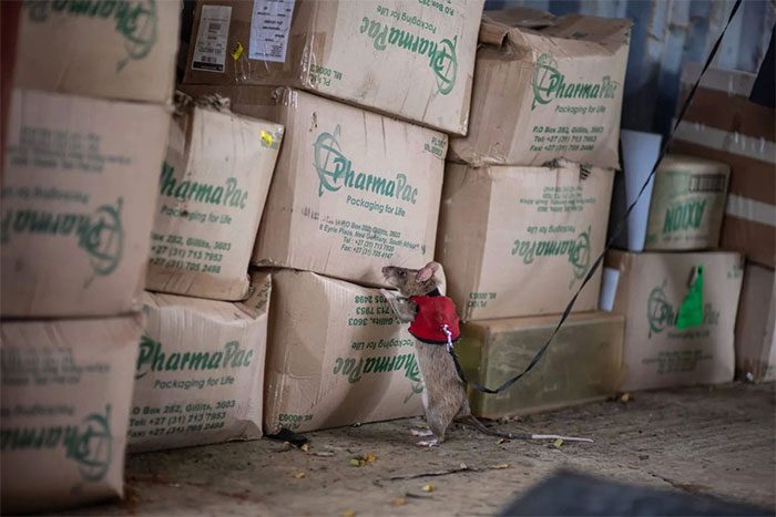 African giant rat (Cricetomys ansorgei) being trained to sniff out contraband