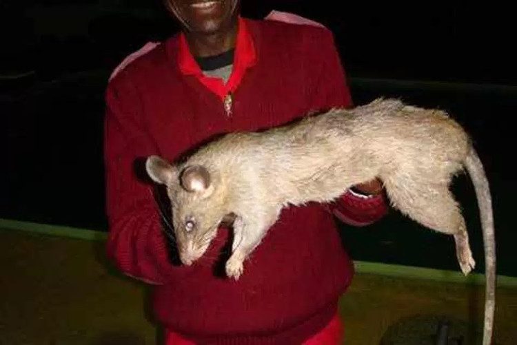 Giant rats in South Africa often attack humans, causing fatalities.