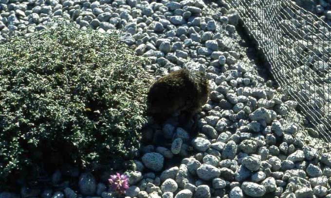 Pocket gophers working near a fence in 1982.