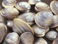 clams