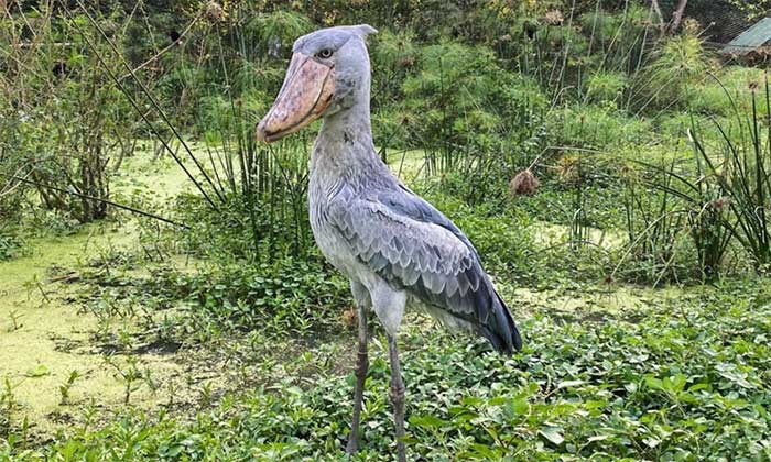 Shoebill