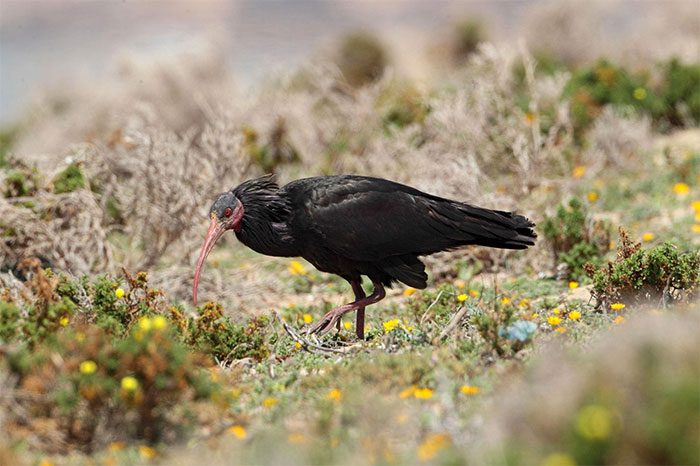 In this photo, a Northern Bald Ibis is foraging in Agadir, Morocco