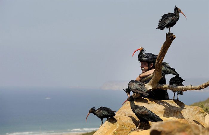 A caretaker with a Bald Ibis