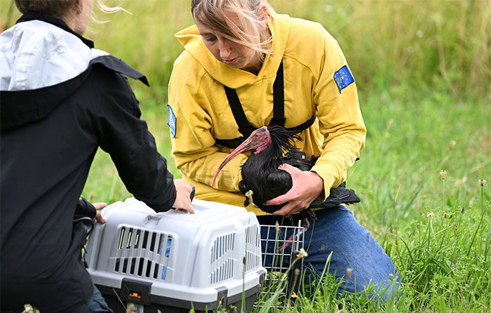 A Waldrapp team member guiding a Bald Ibis into a crate