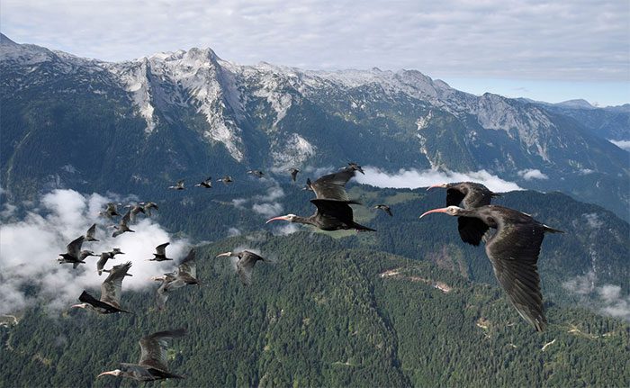 A group of ibises flying among the clouds during migration