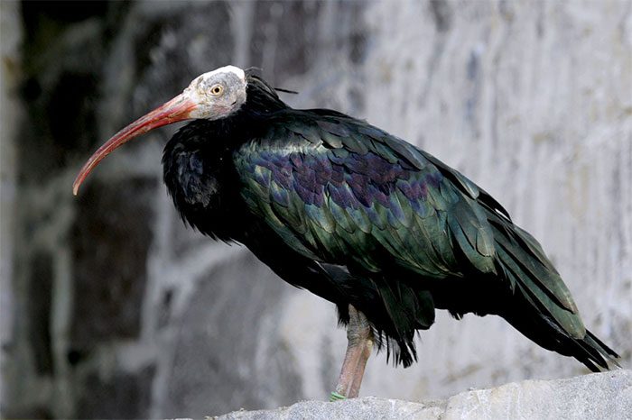 The Northern Bald Ibis is a faithful bird species