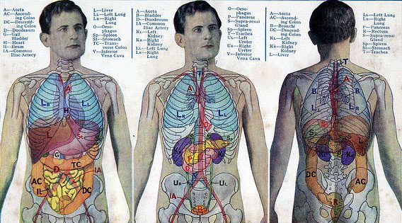 15 wonders of the human body