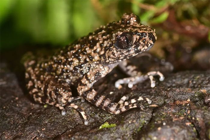 New toad species found only in Vietnam, discovered on Mount Pờ Ma Lung, Lai Châu