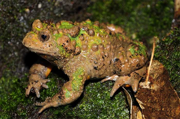 Vietnam has only one species of Purple Frog, the Small-webbed Purple Frog.