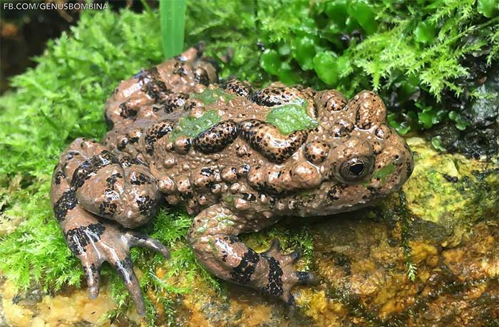 At first glance, this frog resembles a common house frog.