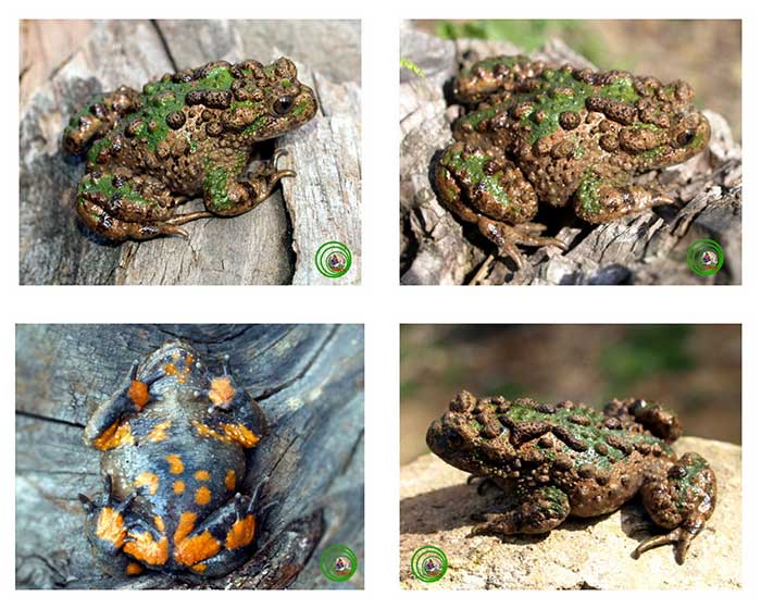 The back of the Vietnamese Purple Frog is bronze or green.