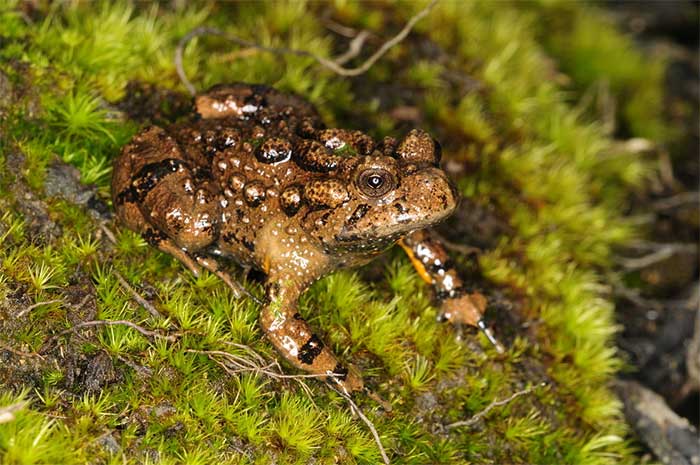 The habitat of the Purple Frog is high mountainous regions above 1,200 meters.