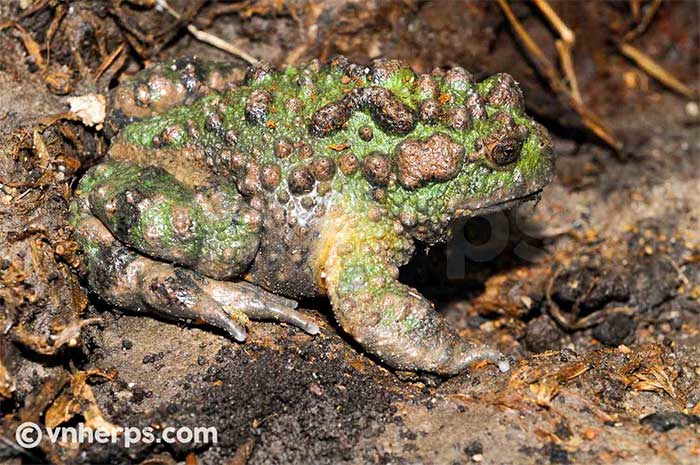 Today, the Small-webbed Purple Frog has become a very rare amphibian.