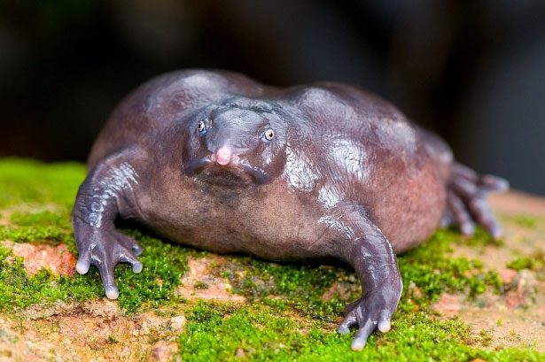 Indian Purple Frog