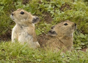 comeback after more than 20 years disappearance species reappears causing sensation due to being rarer than panda 123448