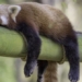 common sleeping habits in animals 52283