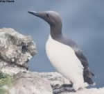 commonguillemot
